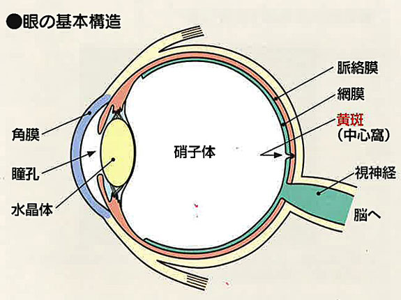 眼の構造と働き